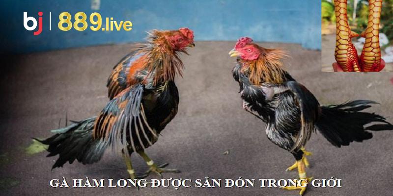 Gà sở hữu Hàm Long được săn đón trong giới