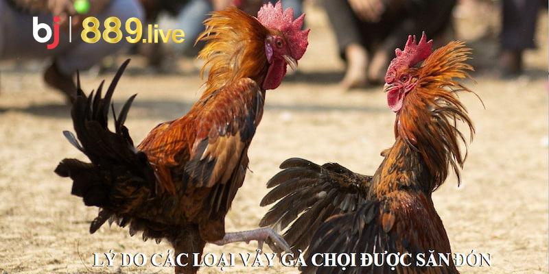 Lý do các loại vảy gà chọi được săn đón trong giới cá cược