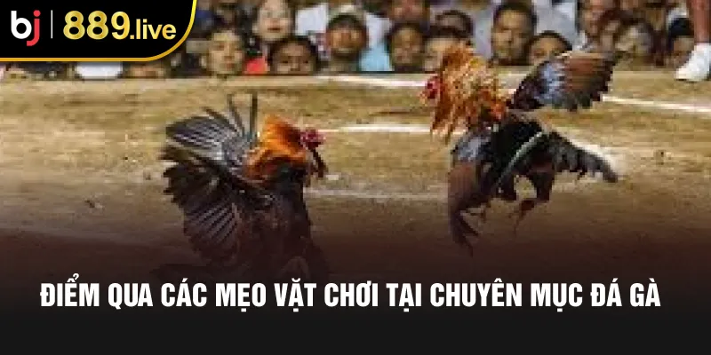 Điểm qua các mẹo vặt chơi tại chuyên mục đá gà