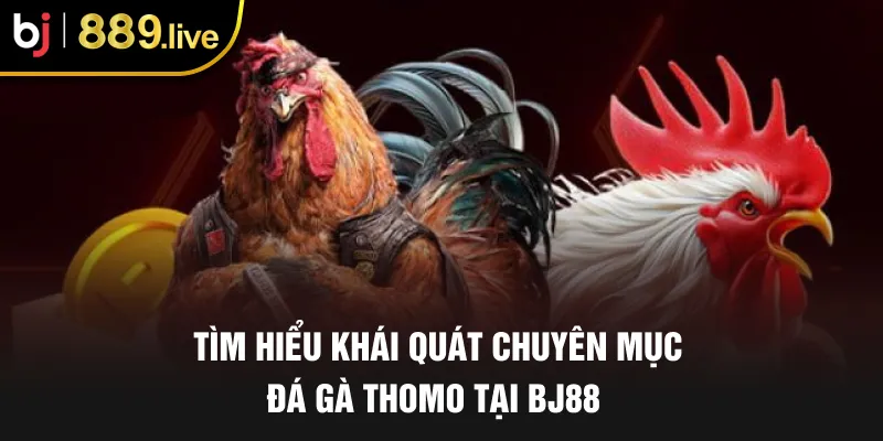 Tìm hiểu khái quát chuyên mục đá gà Thomo tại BJ88 