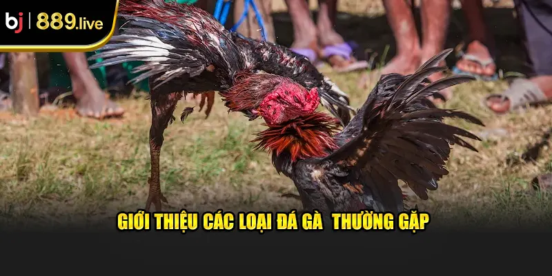 Giới thiệu các loại đá gà  thường gặp