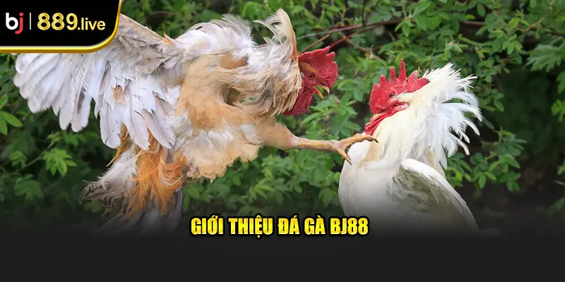 Giới thiệu đá gà Bj88