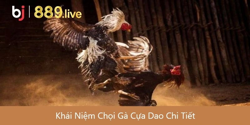 Khái Niệm Chọi Gà Cựa Dao Chi Tiết