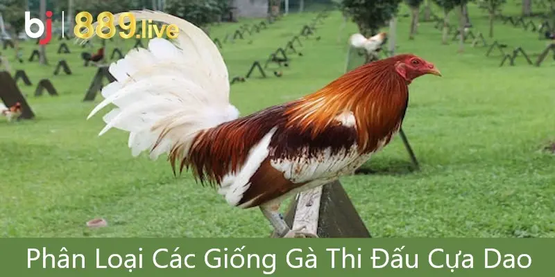 Phân Loại Các Giống Gà Thi Đấu Cựa Dao